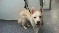 Shelter Stray Male Dog last seen CHARLOTTE, 8315 Byrum Dr, Charlotte, NC 28217, USA