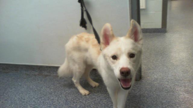 Shelter Stray Male Dog last seen CHARLOTTE, 8315 Byrum Dr, Charlotte, NC 28217, USA