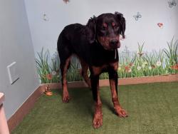 Shelter Stray Male Dog last seen , 38550 Sierra Hwy, Palmdale, CA 93550, USA