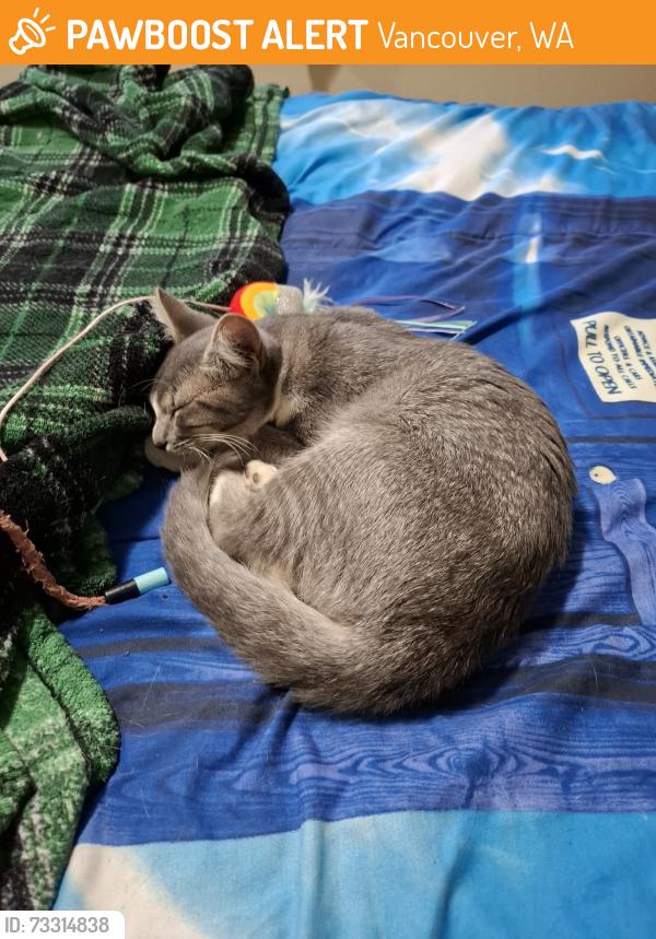 Found/Stray Unknown Cat last seen Near ne 54th street, Vancouver, WA 98662