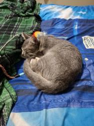 Found/Stray Unknown Cat last seen Near ne 54th street, Vancouver, WA 98662