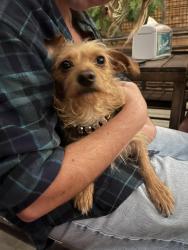 Found/Stray Male Dog last seen Arroyo and Wells, Reno, NV 89502