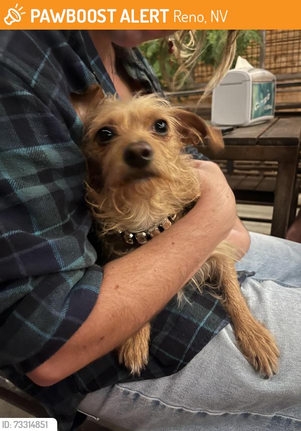 Found/Stray Male Dog last seen Arroyo and Wells, Reno, NV 89502
