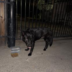 Reunited Male Dog last seen 5th street & mission inn area, Riverside, CA 92502
