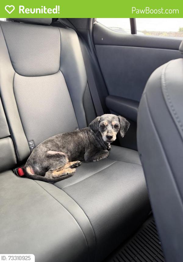 Reunited Male Dog last seen Near Marino Dr SE, Rio Rancho, NM 87124, USA, Rio Rancho, NM 87124