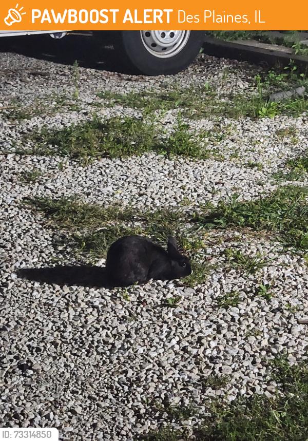 Found/Stray Unknown Rabbit last seen Laurel and brown in des plaines, Des Plaines, IL 60016