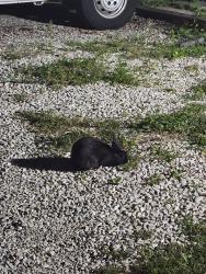 Found/Stray Unknown Rabbit last seen Laurel and brown in des plaines, Des Plaines, IL 60016