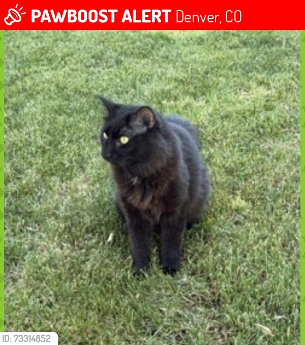 Lost Male Cat last seen between 7&8th on detroit st, Denver, CO 80206
