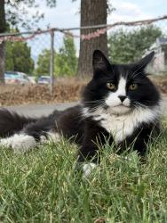Lost Female Cat last seen Near east, South Salt Lake, UT 84115