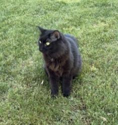 Lost Male Cat last seen between 7&8th on detroit st, Denver, CO 80206