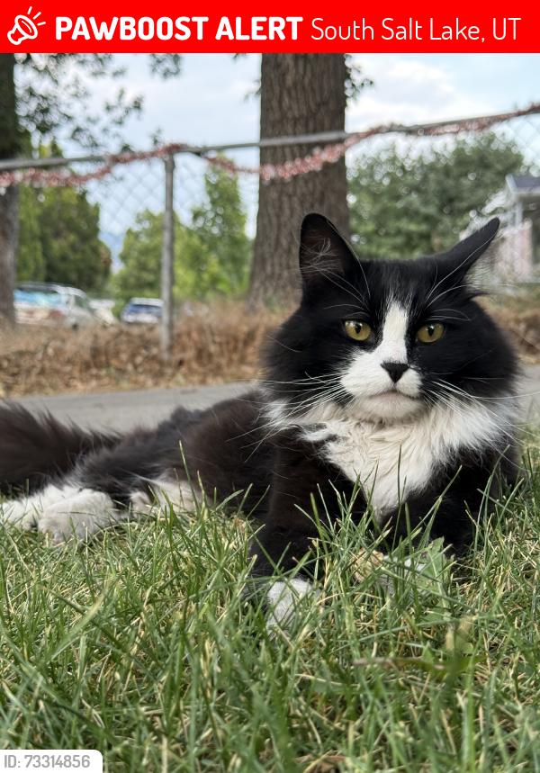 Lost Female Cat last seen Near east, South Salt Lake, UT 84115