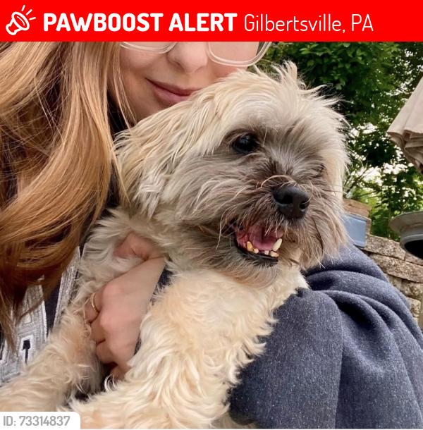 Lost Male Dog last seen Arrow Drive and Bow lane, Gilbertsville, PA 19525