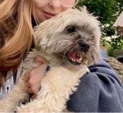 Lost Male Dog last seen Arrow Drive and Bow lane, Gilbertsville, PA 19525