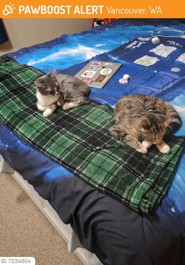 Found/Stray Unknown Cat last seen Vancouver Mall, Vancouver, WA 98662
