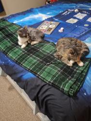 Found/Stray Unknown Cat last seen Vancouver Mall, Vancouver, WA 98662