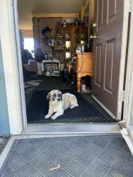 Lost Female Dog last seen Raisin city school, Raisin City, CA 93652