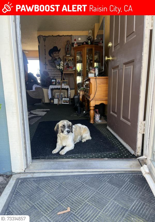 Lost Female Dog last seen Raisin city school, Raisin City, CA 93652