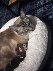 Found/Stray Unknown Cat last seen Royal york and Symons, Toronto, ON 