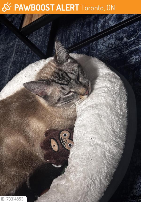 Found/Stray Unknown Cat last seen Royal york and Symons, Toronto, ON 