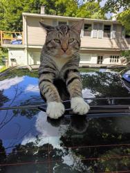 Reunited Male Cat last seen Buckingham Court/HungerfordAv./Fairview St./Hillside, Watertown, CT 06779
