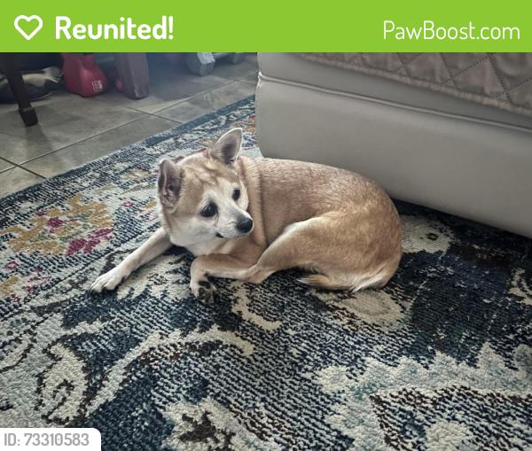 Reunited Female Dog last seen Annie Oakley and Hacienda, Las Vegas Valley, NV 89120