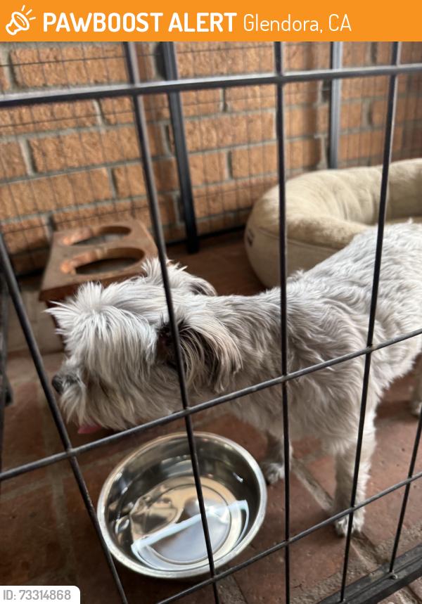 Found/Stray Male Dog last seen Foothill, Glendora, CA 91741