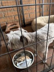 Found/Stray Male Dog last seen Foothill, Glendora, CA 91741