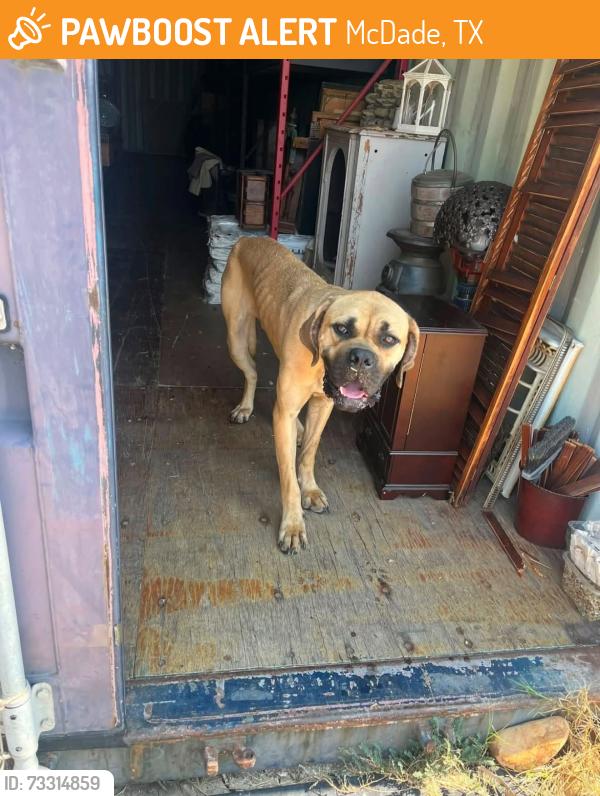 Found/Stray Male Dog last seen Lexington Rd & Knobbs Rd, McDade, TX 78650