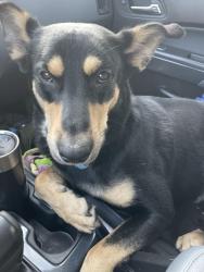 Lost Male Dog last seen Epworth Dr NE, Huntsville, AL 35811