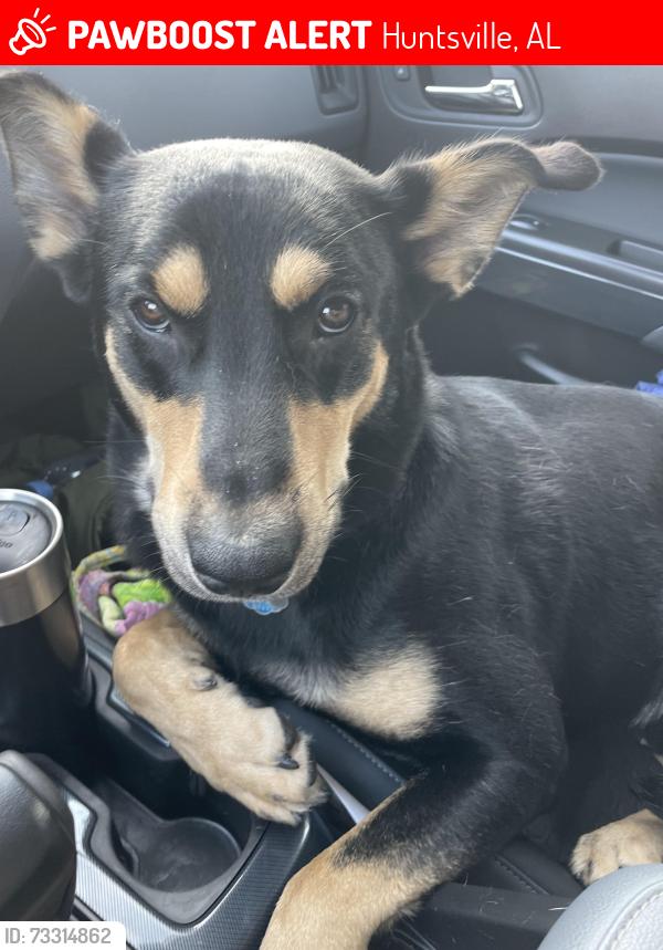 Lost Male Dog last seen Epworth Dr NE, Huntsville, AL 35811