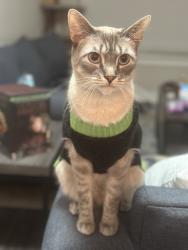 Lost Male Cat last seen Ran out of the hse, Charleston, SC 29414