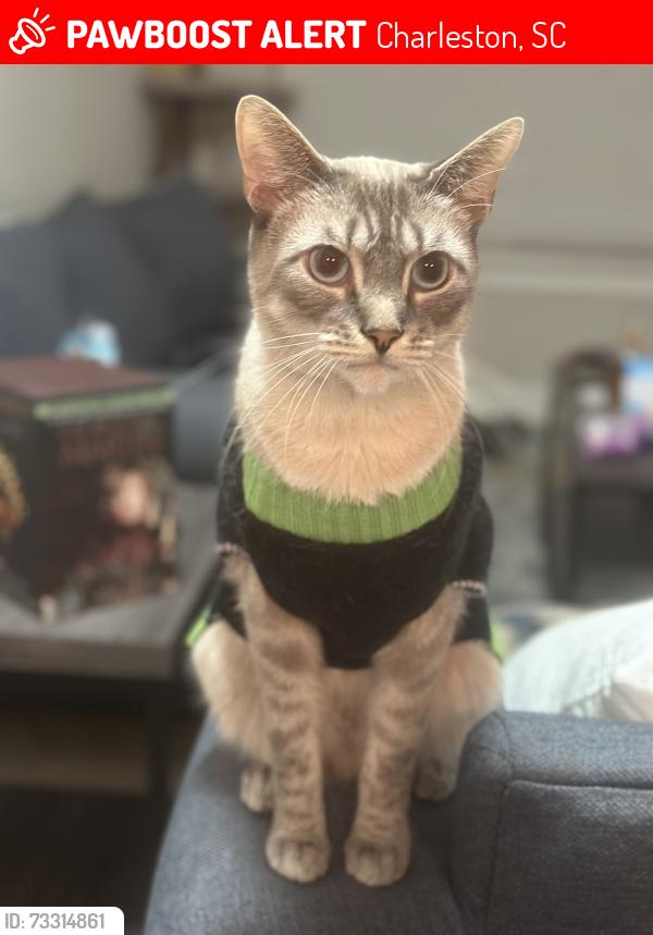 Lost Male Cat last seen Ran out of the hse, Charleston, SC 29414