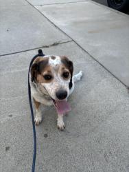 Reunited Male Dog last seen W La Deney off San Antonio ONTARIO CA, Ontario, CA 91762