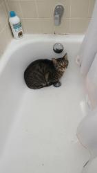 Reunited Male Cat last seen 60th and wolff, Arvada, CO 80003