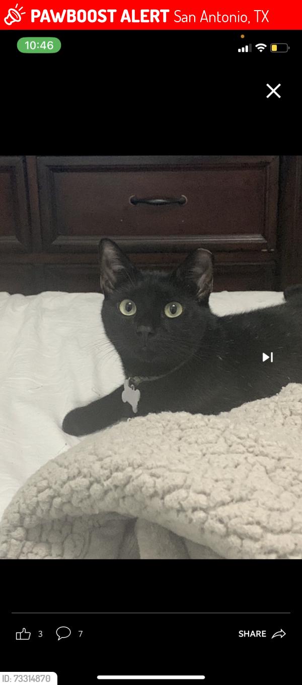 Lost Male Cat last seen Lookout rd, San Antonio, TX 78233