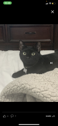 Lost Male Cat last seen Lookout rd, San Antonio, TX 78233