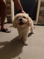 Reunited Unknown Dog last seen Aspen Reserve park (120th and Quebec), Thornton, CO 80602