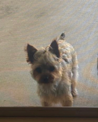 Reunited Male Dog last seen Butterfly way and coastal hills dr, Chula Vista, CA 91914