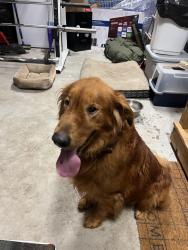 Found/Stray Male Dog last seen Harnett county middle school, Angier, NC 27501