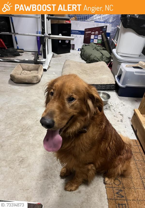 Found/Stray Male Dog last seen Harnett county middle school, Angier, NC 27501