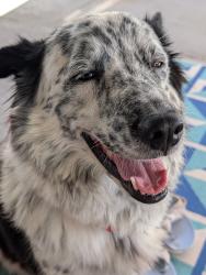 Reunited Female Dog last seen N Decatur and Gowan Las Vegas nv, Las Vegas, NV 89130