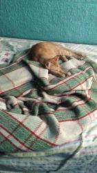 Lost Male Cat last seen Avenida palmas y calle nogal, Naucalpan de Juárez, Méx. 53427