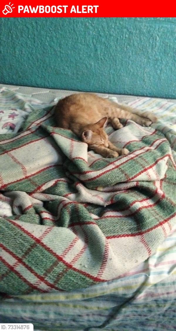 Lost Male Cat last seen Avenida palmas y calle nogal, Naucalpan de Juárez, Méx. 53427