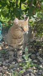 Lost Male Cat last seen Sturgeon road, train tracks, lower manor ests, Sturgeon County, AB T8T 0A9