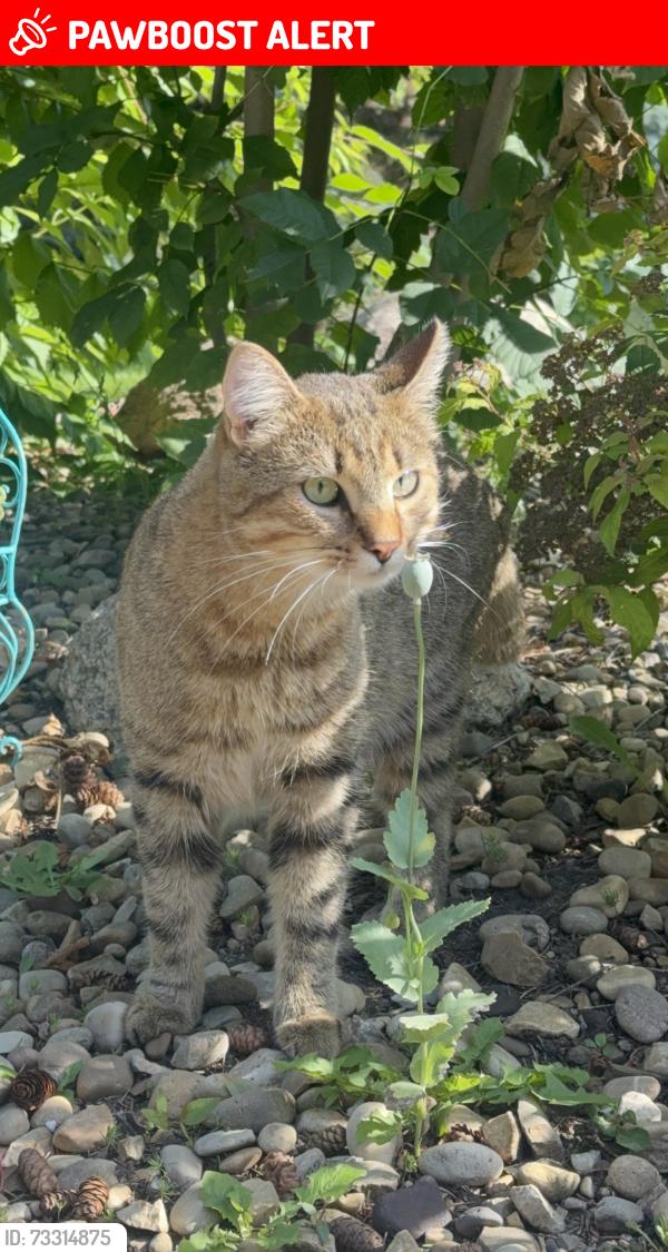 Lost Male Cat last seen Sturgeon road, train tracks, lower manor ests, Sturgeon County, AB T8T 0A9