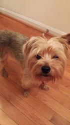 Reunited Female Dog last seen Old Buck Creek Rd, South Carolina, USA, Horry County, SC 29568
