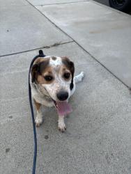 Reunited Male Dog last seen San Antonio and mountain ave, Ontario, CA 91762