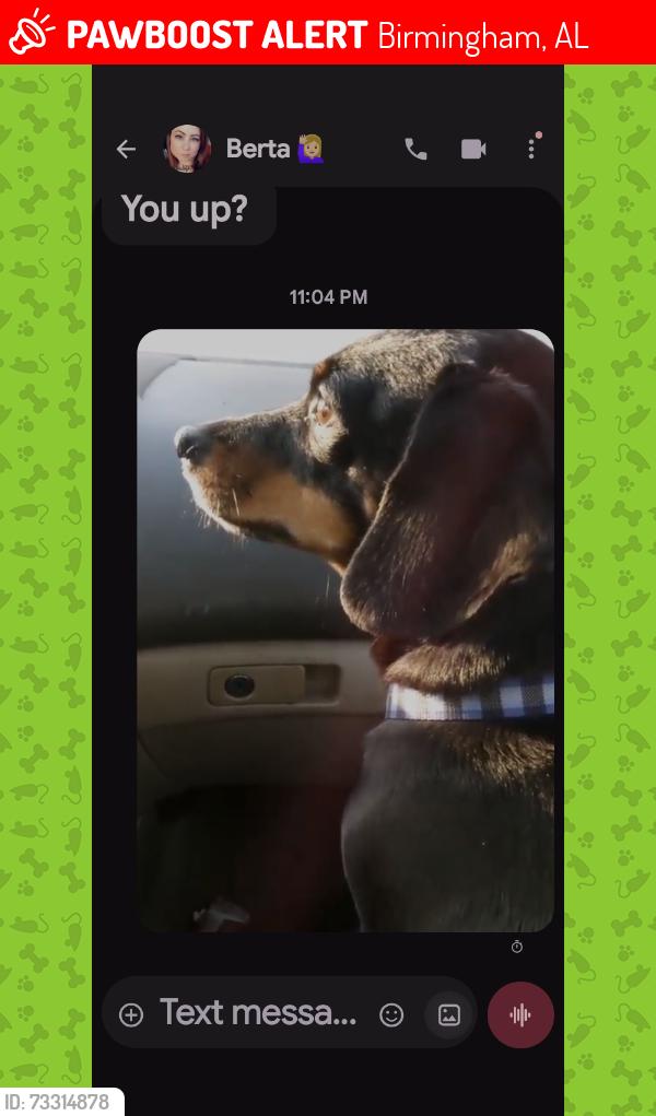 Lost Female Dog last seen Near Southside market, Birmingham, AL 35205