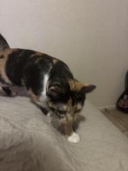 Lost Female Cat last seen Near south camino libertad by mission ridge park, Tucson, AZ 85746