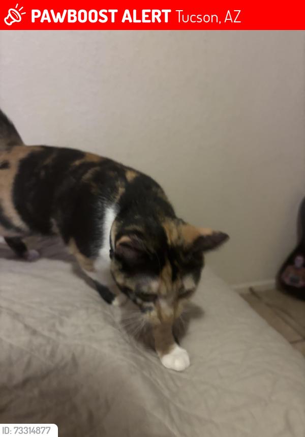 Lost Female Cat last seen Near south camino libertad by mission ridge park, Tucson, AZ 85746